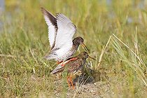 Biosphoto | 1494839 | Common Redshank or Redshank (Tringa totanus) mating, Neusiedler Lake, Austria, Europe | &copy; Joern Friederich / imageBROKER / Biosphoto
