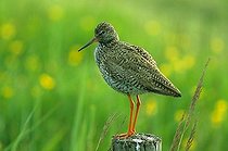 Biosphoto | 1459987 | Common Redshank (Tringa totanus) | &copy; Hans Lang / imageBROKER / Biosphoto