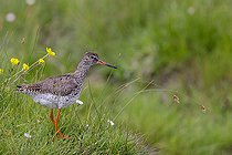 Biosphoto | 2583810 | Common Redshank (Tringa totanus) in a flowering meadow in spring, Vendée Breton Marsh, Pays de la Loire, France | &copy; Emile Barbelette / Biosphoto
