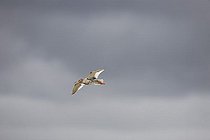 Biosphoto | 1513022 | Common Redshank (Tringa totanus) in flight, southern coast of Iceland, Atlantic Ocean | &copy; Christian Handl / imageBROKER / Biosphoto