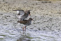 Biosphoto | 2583799 | Common Redshank (Tringa totanus) mating in water, Vendée Breton Marsh, Vendée, Pays de la Loire, France | &copy; Emile Barbelette / Biosphoto