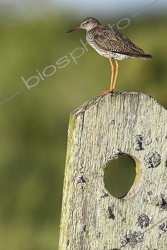 Biosphoto | 2274457 | Common Redshank (Tringa totanus) on a fence, Marais poitevin, France | &copy; Emile Barbelette / Biosphoto