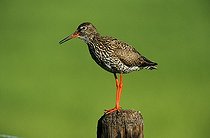 Biosphoto | 1519458 | Common Redshank (Tringa totanus), standing on a fence post | &copy; Adam Friedhelm / imageBROKER / Biosphoto