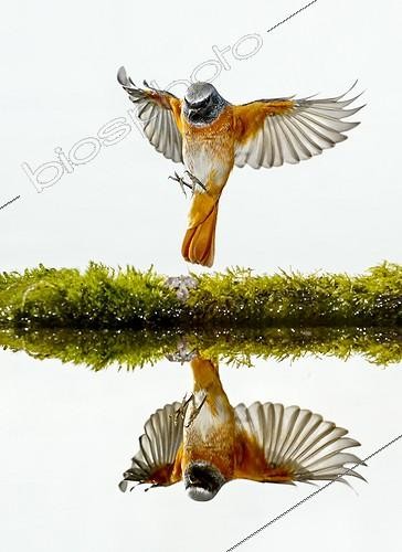 Biosphoto | 2008583 | Common Redstart landing and reflection - Spain | &copy; Mario Cea Sanchez / Biosphoto
