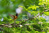 Biosphoto | 2555693 | Common Redstart (Phoenicurus phoenicurus) flying away, Canton of Geneva, Switzerland | &copy; Christian Fosserat / Biosphoto