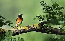 Biosphoto | 2545071 | Common Redstart (Phoenicurus phoenicurus) male singing, Vosges du Nord Regional Nature Park, France | &copy; Michel Rauch / Biosphoto