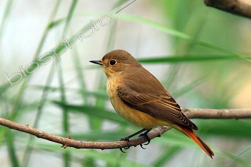 Biosphoto | 2566002 | Common Redstart (Phoenicurus phoenicurus) on a branch, Drôme, France | &copy; Jean-François Noblet / Biosphoto