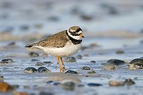 Biosphoto | 1498603 | Common Ringed Plover (Charadrius hiaticula) | &copy; Joern Friederich / imageBROKER / Biosphoto