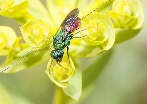 Biosphoto | 2148618 | Common ruby-tailed wasp (Chrysis ignita) on an Euphorbia, Danube Delta, Romania | &copy; Michel Rauch / Biosphoto