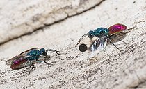 Biosphoto | 2133860 | Common ruby-tailed Wasps (Chrysis ignita) females, parasite wasps on the lookout in front of the host's gallery, Regional Natural Park of the Vosges du Nord, France | &copy; Michel Rauch / Biosphoto