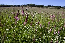 Biosphoto | 1651693 | Common sainfoin in bloom  | &copy; Michel Gunther / Biosphoto