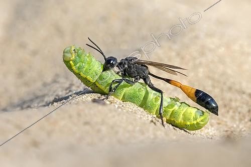 Biosphoto | 2394454 | Common Sand Wasp (Ammophila sabulosa) with prey at nesting tube, caterpillar of the owlet moth (Noctuidae), Middle Elbe Biosphere Reserve, Saxony-Anhalt, Germany | &copy; Thomas Hinsche / imageBROKER / Biosphoto