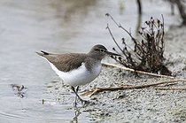 Biosphoto | 1508140 | Common sandpiper (Actitis hypoleucos) | &copy; Michael Maehrlein / imageBROKER / Biosphoto