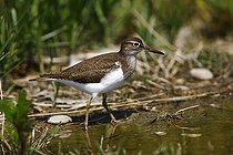 Biosphoto | 1173728 | Common Sandpiper (Actitis hypoleucos) looking for food at the edge of a body of water | &copy; Adam Friedhelm / imageBROKER / Biosphoto