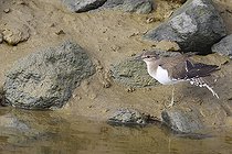 Biosphoto | 2583786 | Common Sandpiper (Actitis hypoleucos) stretching, Low Anjou valleys, Pays de la Loire, France | &copy; Emile Barbelette / Biosphoto
