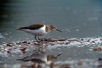 Biosphoto | 1160997 | Common Sandpiper (Actitis hypoleucos), upper Isar River, Bavaria, Germany | &copy; Reinhard Hoelzl / imageBROKER / Biosphoto