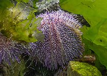 Biosphoto | 2582755 | Common sea urchin (Echinus esculentus), Brittany, France | &copy; Marie Aymerez / Biosphoto