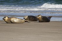 Biosphoto | 1181457 | Common Seals (Phoca vitulina), Helgoland Island, North Sea, Schleswig-Holstein, Germany | &copy; Bernd Mehmen / imageBROKER / Biosphoto