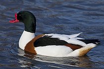Biosphoto | 1250928 | Common shelduck on water WWT Slimbridge Reserve UK | &copy; Michel Gunther / Biosphoto