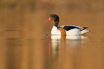 Biosphoto | 2423010 | Common Shelduck (Tadorna tadorna), side view of an immature male swimming in a lake, Campania, Italy | &copy; Saverio Gatto / Biosphoto