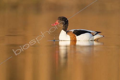 Biosphoto | 2423010 | Common Shelduck (Tadorna tadorna), side view of an immature male swimming in a lake, Campania, Italy | &copy; Saverio Gatto / Biosphoto