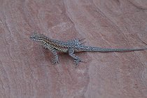Biosphoto | 1249036 | Common Side-blotched Lizard Valley of Fire Nevada USA | &copy; Jean-François Noblet / Biosphoto