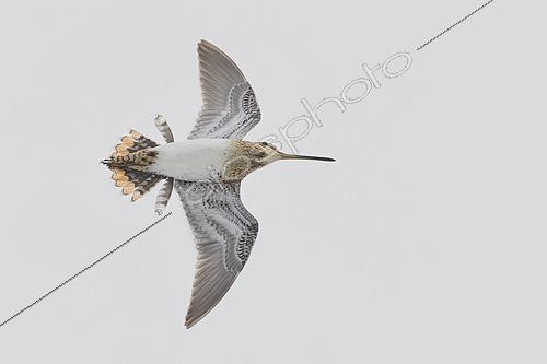 Biosphoto | 2610386 | Common Snipe (Gallinago gallinago) adult in flight, Finnmark, Norway. | © Saverio Gatto / Biosphoto