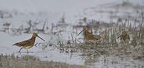 Biosphoto | 2492844 | Common Snipe (Gallinago gallinago) on the bank, Vosges du Nord Regional Nature Park, France | &copy; Michel Rauch / Biosphoto
