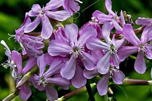 Biosphoto | 2068518 | Common soapwort (Saponaria officinalis). Species used in popular medicine. Alta Ribagorca. Lleida. Pyrenees. Catalunya. Spain. | &copy; Antoni Agelet / Biosphoto