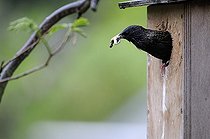 Biosphoto | 1252586 | Common Starling exiting a nest box with bag stool  | &copy; Thierry Van Baelinghem / Biosphoto