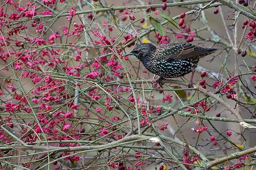 Biosphoto | 2612957 | Common Starling (Sturnus vulgaris), feeding on berries in a Common Spindle-tree, Lorraine, France | &copy; Régis Cavignaux / Biosphoto