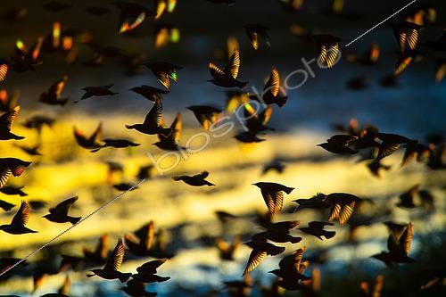 Biosphoto | 2433397 | Common Starling (Sturnus vulgaris) group in flight at dusk, Delta Ebro Natural Park, Spain | &copy; Marc Homs & Pepi Compte / Biosphoto