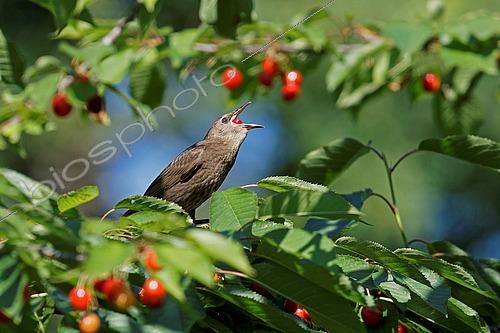 Biosphoto | 2551076 | Common Starling (Sturnus vulgaris) juvenile, eating cherries, Gers, France. | &copy; Christophe Florin / Biosphoto