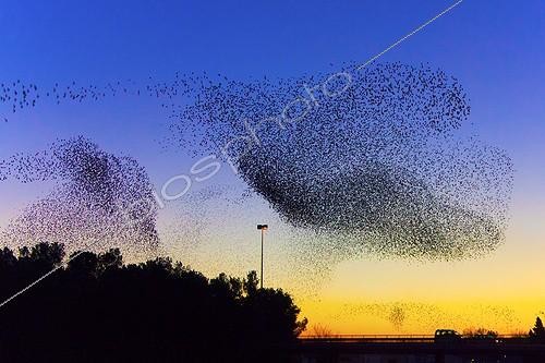 Biosphoto | 2000827 | Common Starlings joining their dormitory in winter - France | &copy; Pierre Huguet-Dubief / Biosphoto