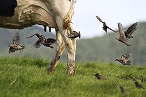 Biosphoto | 2484907 | Common Starlings (Sturnus vulgaris) chasing flies at the feet of cows in a meadow, Vosges du Nord Regional Nature Park, France | &copy; Michel Rauch / Biosphoto