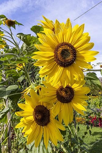 Biosphoto | 2542734 | Common Sunflower, Helianthus annuus 'Beauté d'Automne', flowers | &copy; Alain Kubacsi / Biosphoto