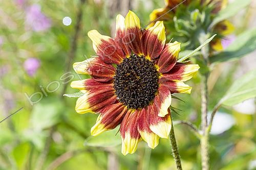 Biosphoto | 2563986 | Common Sunflower, Helianthus annuus 'Florenza', flower | &copy; Alain Kubacsi / Biosphoto