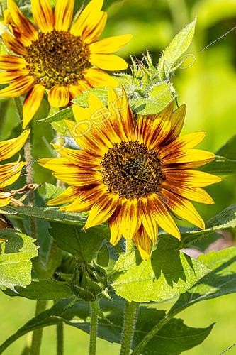 Biosphoto | 2553627 | Common Sunflower 'Ring of Fire', Helianthus annuus 'Ring of Fire', flowers | &copy; Alain Kubacsi / Biosphoto