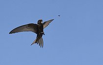 Biosphoto | 2484924 | Common Swift (Apus apus) capturing a fly in flight, Vosges du Nord Regional Nature Park, France | &copy; Michel Rauch / Biosphoto