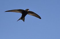 Biosphoto | 2484926 | Common Swift (Apus apus) in flight, Vosges du Nord Regional Nature Park, France | &copy; Michel Rauch / Biosphoto