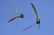 Biosphoto | 2484927 | Common Swift (Apus apus) pair in flight, Vosges du Nord Regional Nature Park, France | &copy; Michel Rauch / Biosphoto