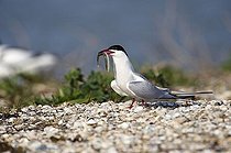 Biosphoto | 1487441 | Common Tern (Sterna hirundo) | &copy; Michael Maehrlein / imageBROKER / Biosphoto