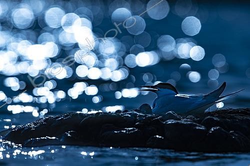 Biosphoto | 2555451 | Common Tern (Sterna hirundo) against the light, Golfe du Morbihan, Brittany, France | &copy; Guy Van Langenhove / Biosphoto