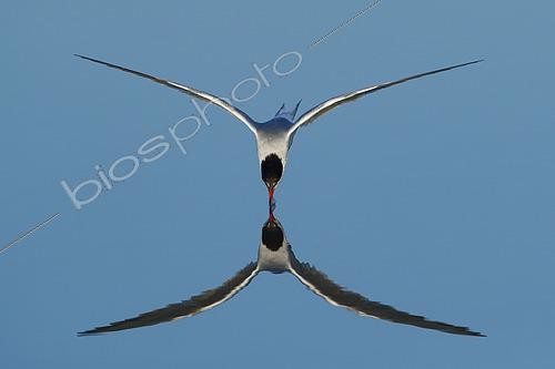 Biosphoto | 2555460 | Common Tern (Sterna hirundo) in flight with reflection, Golfe du Morbihan, Brittany, France | &copy; Guy Van Langenhove / Biosphoto