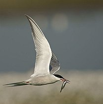 Biosphoto | 1605022 | Common tern (Sterna hirundo) in flight with prey | &copy; Marko Koenig / imageBROKER / Biosphoto
