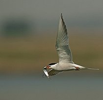 Biosphoto | 1605025 | Common tern (Sterna hirundo) in flight with prey | &copy; Marko Koenig / imageBROKER / Biosphoto