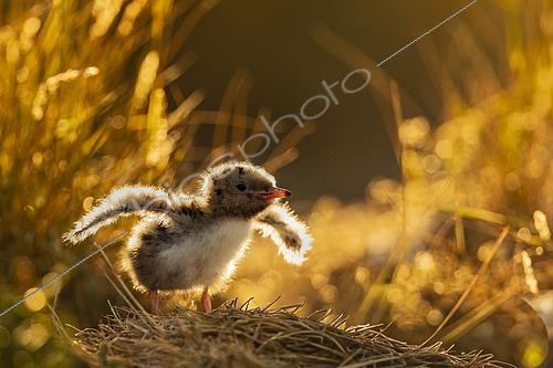Biosphoto | 2609067 | Common tern (Sterna hirundo) nestling, Golfe du Morbihan, Southern Brittany, France | © Guy Van Langenhove / Biosphoto