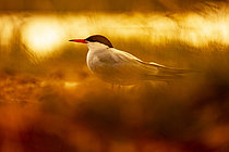 Biosphoto | 2609064 | Common tern (Sterna hirundo) on the ground, Golfe du Morbihan, Southern Brittany, France | &copy; Guy Van Langenhove / Biosphoto