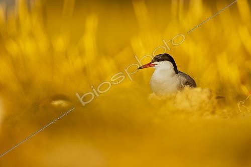 Biosphoto | 2609066 | Common tern (Sterna hirundo) on the ground, Golfe du Morbihan, Southern Brittany, France | © Guy Van Langenhove / Biosphoto