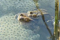 Biosphoto | 1249072 | Common toad mating in a lake Jura France | &copy; Michel Loup / Biosphoto